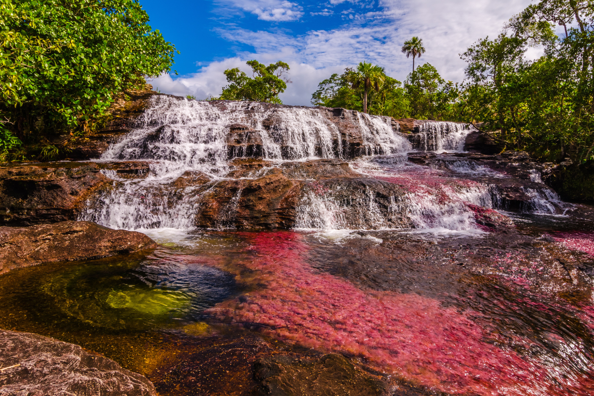 Stepped cascade above a river bed of red Macarenia clavigera plants in Caño Cristales