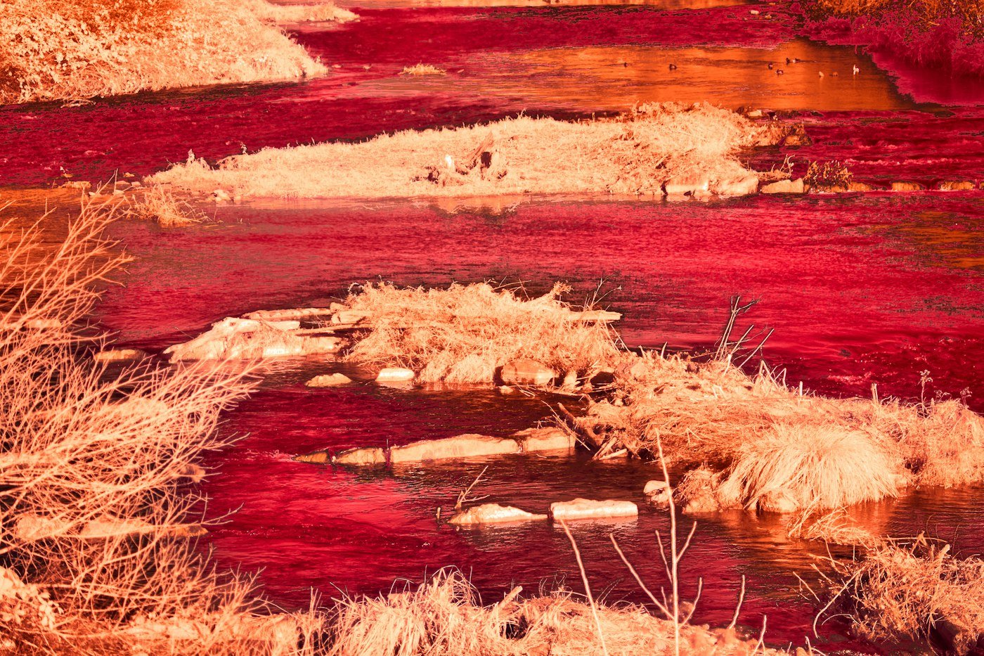 Caño Cristales