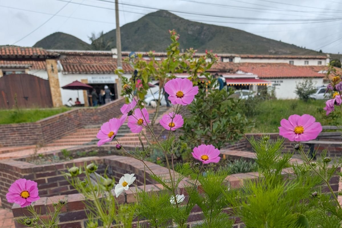 Pink cosmos flowers and whitewashed colonial-style buildings in the town of Guatavita